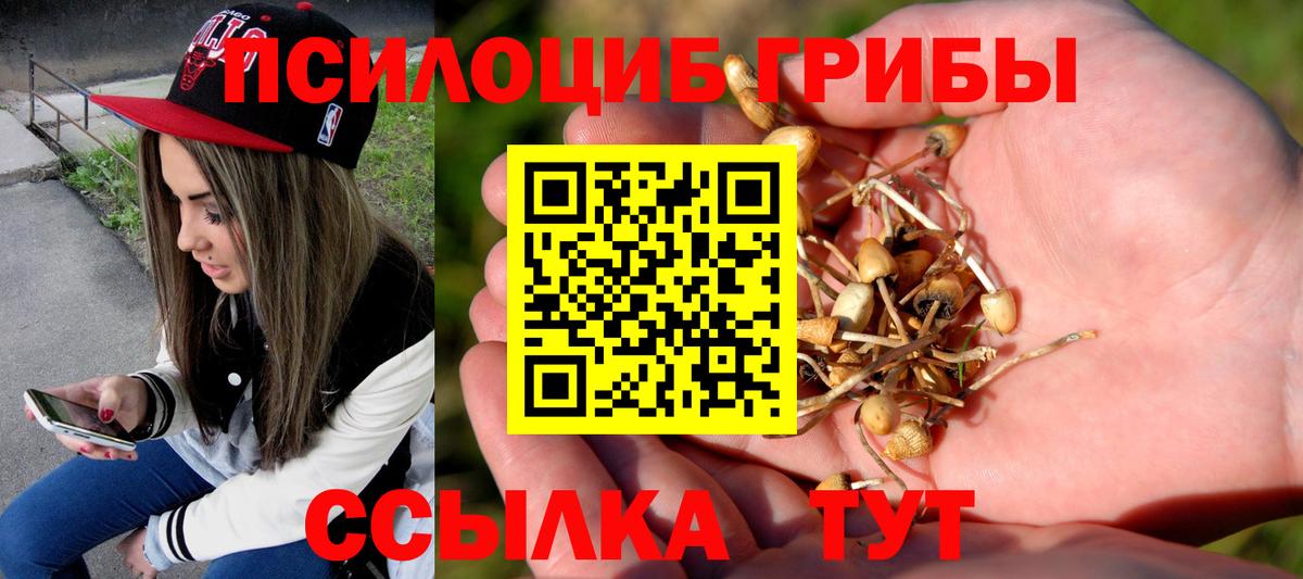 Псилоцибиновые грибы Psilocybe Усинск